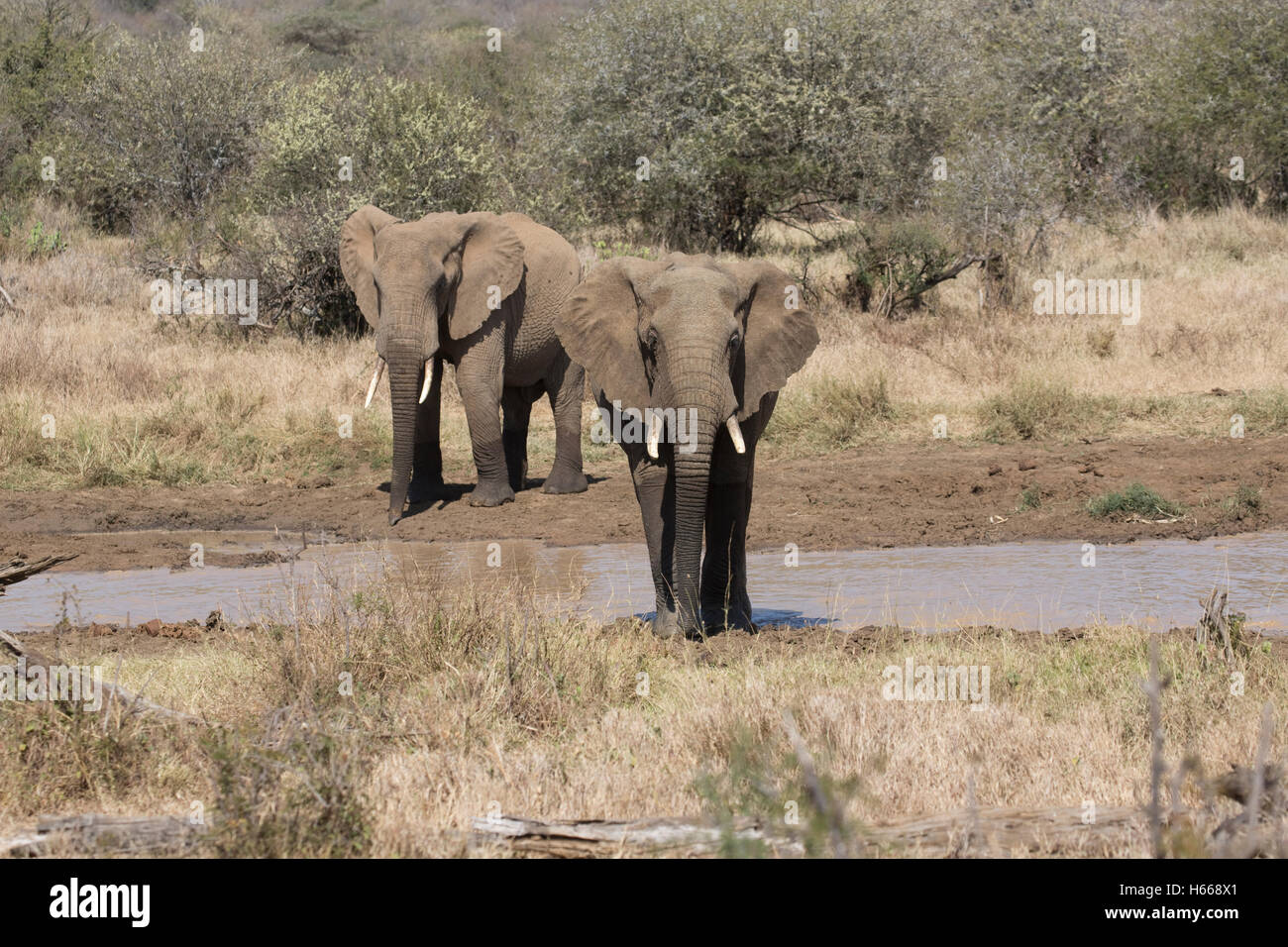 Dos elefantes Loxodanta africana por el depósito de agua en la meseta de Laikipia, Kenya pastizales Foto de stock