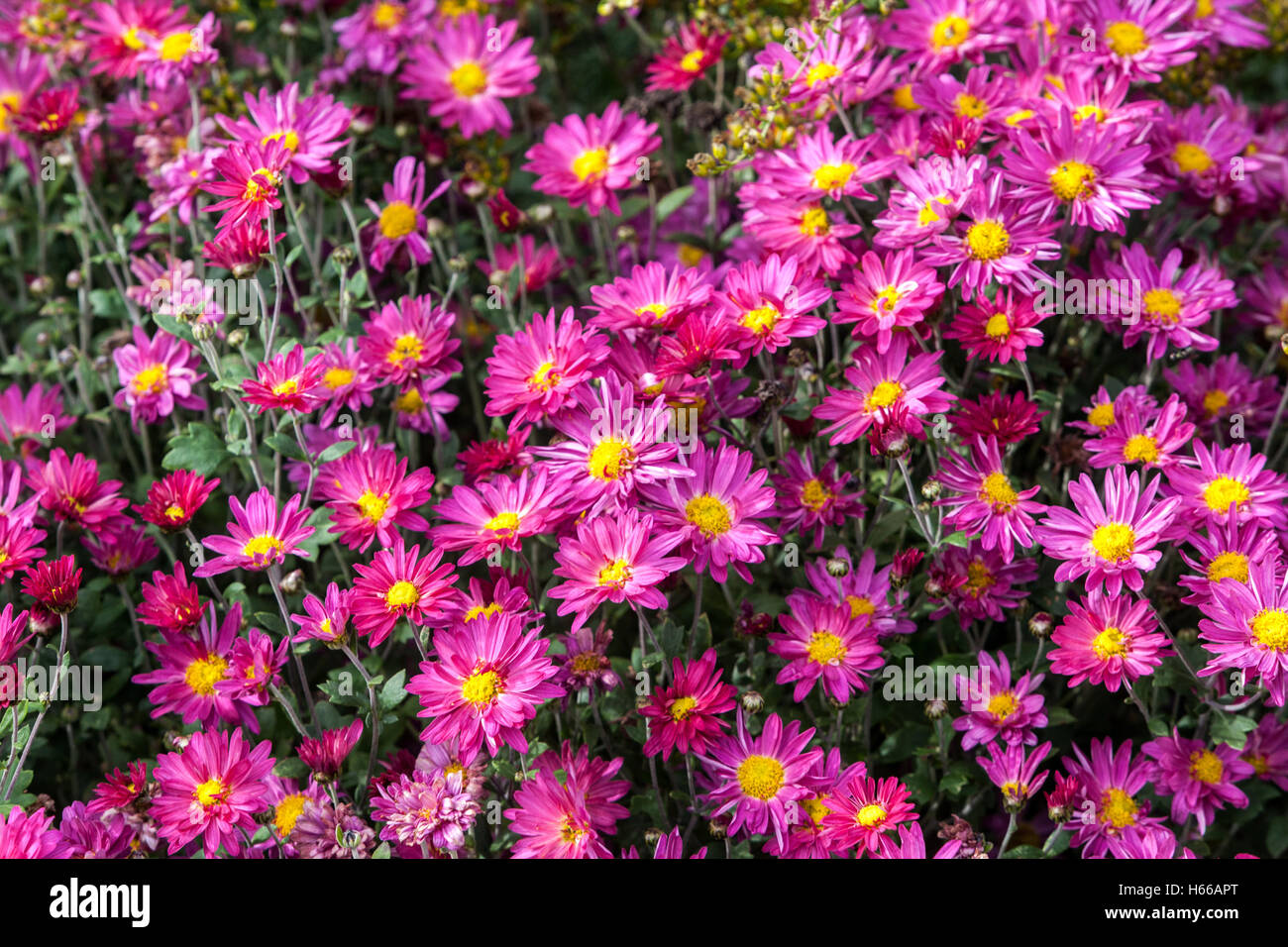 Púrpura Chrysanthemum herbstkuss, colores otoñales en el lecho de flores del jardín, flores de ropa de cama Foto de stock