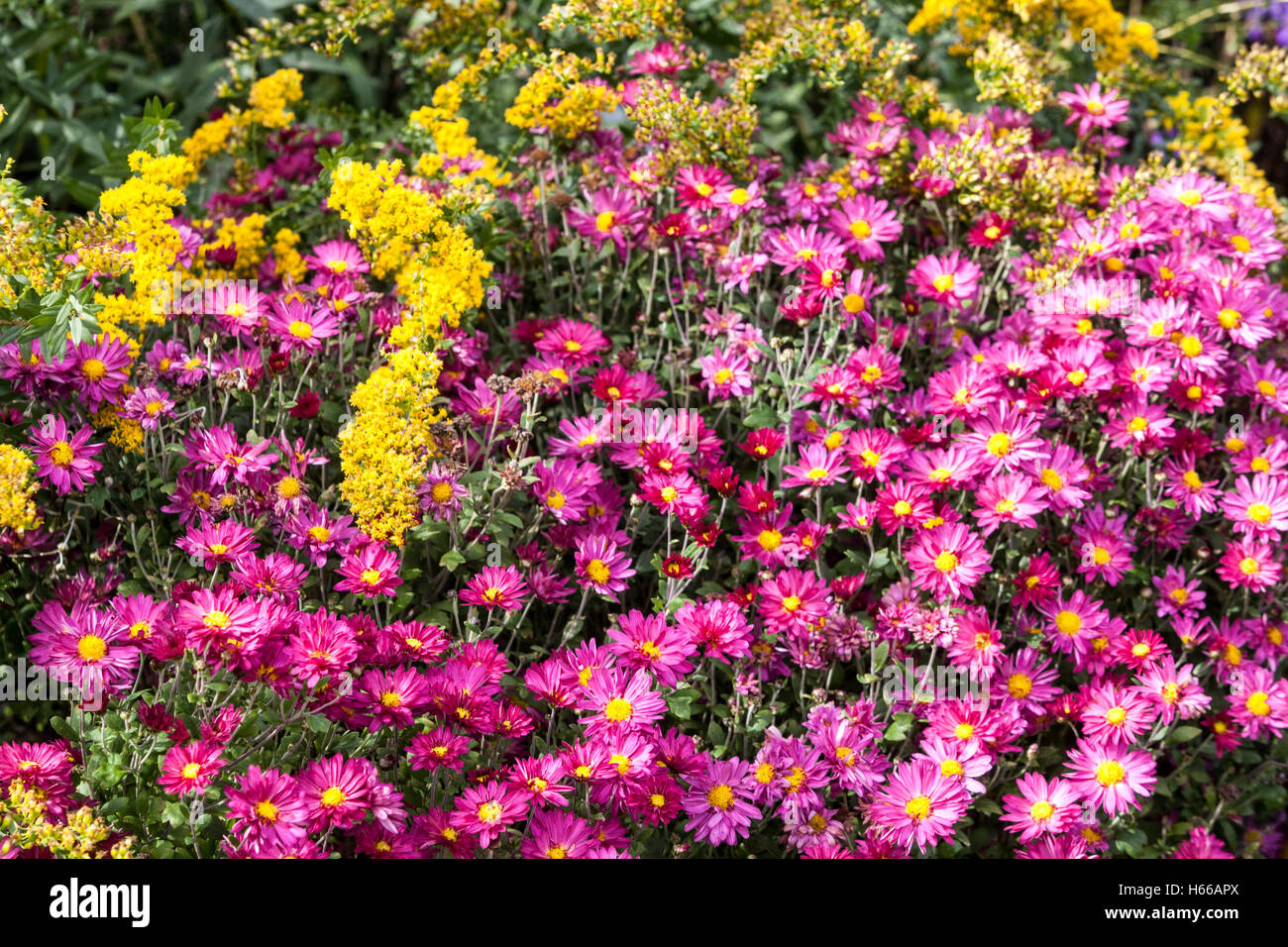 El Crisantemo herbstkuss, púrpura, colores de otoño Foto de stock