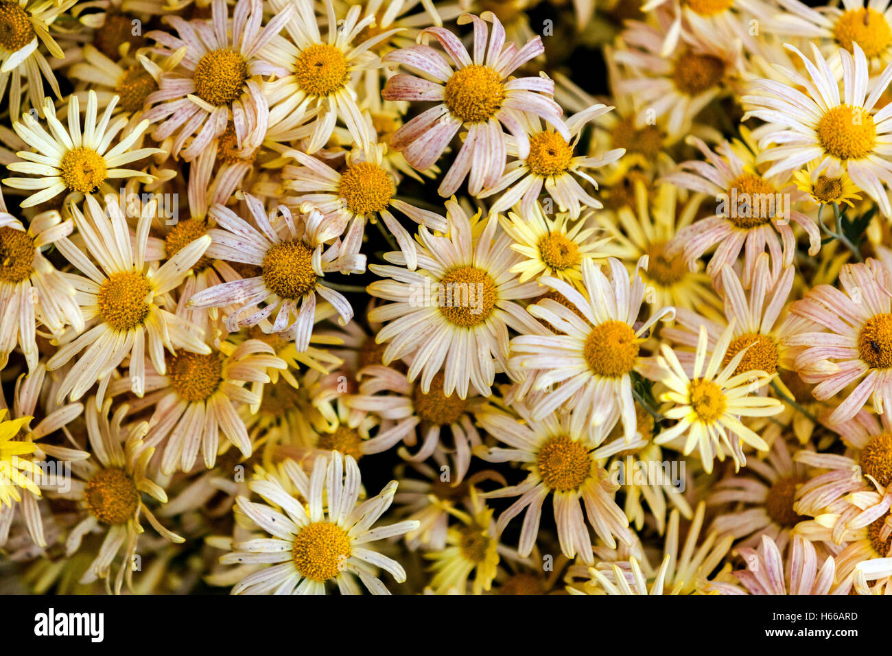 Macizo de flores de otoño fotografías e imágenes de alta resolución - Alamy