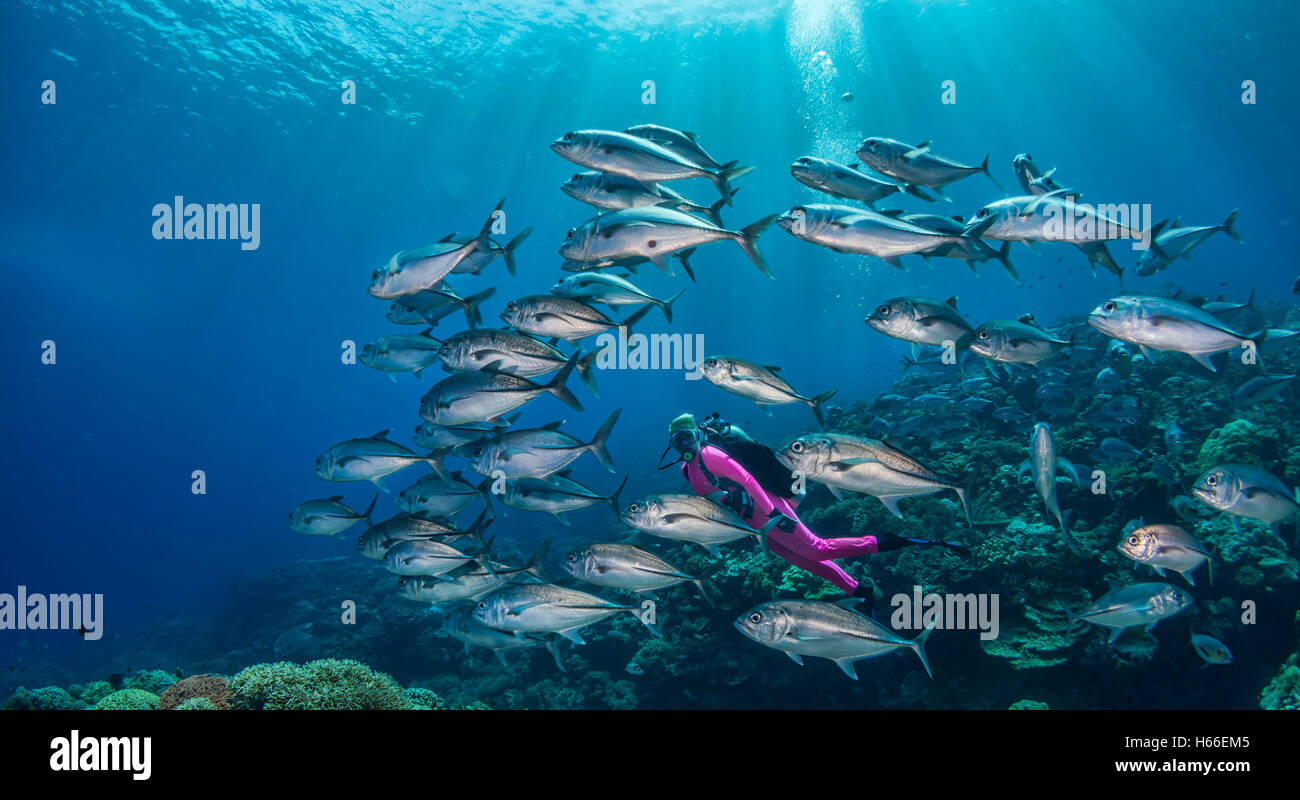 Escuela de Jotas o trevallies patudo (Caranx sexfaciatus) en arrecifes de coral con rayos de sol desde la superficie de las Islas Salomón Foto de stock
