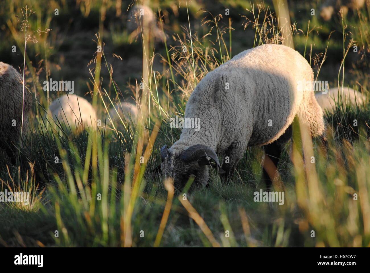 Rebaño de ovejas en las montañas Foto de stock