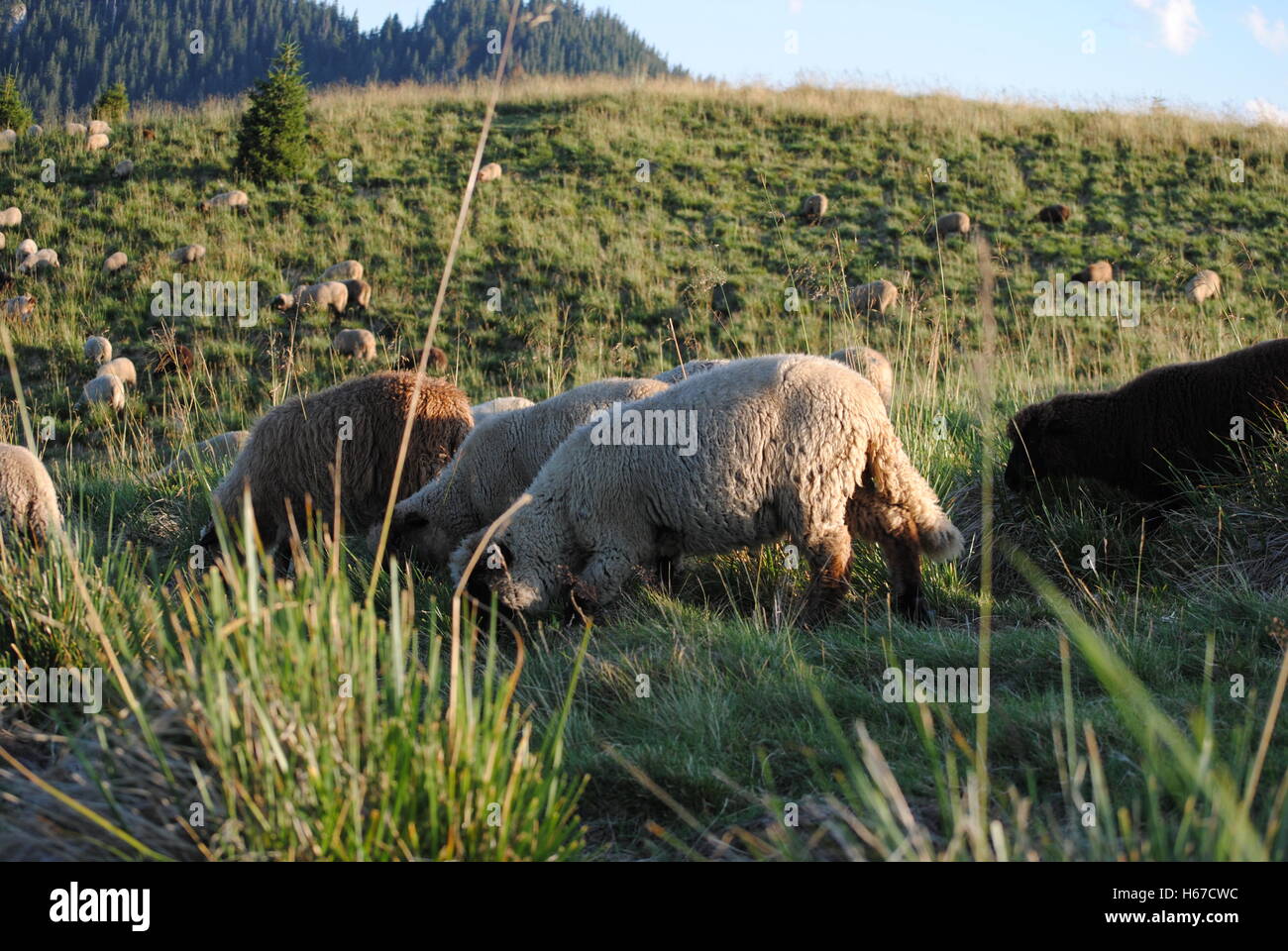 Rebaño de ovejas en las montañas Foto de stock