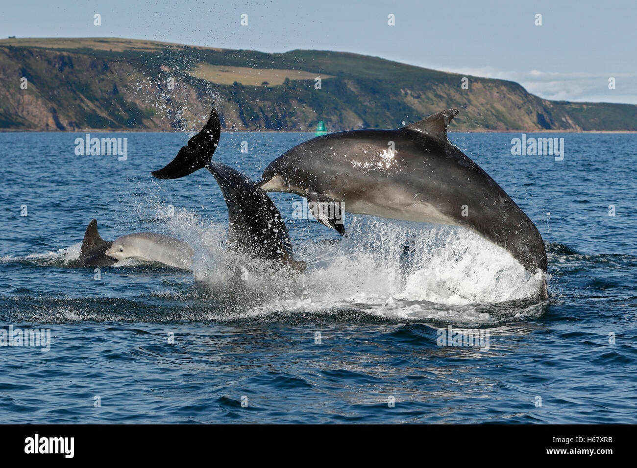 Los delfines mulares incumpliendo desde el agua, el Moray Firth, Escocia Foto de stock