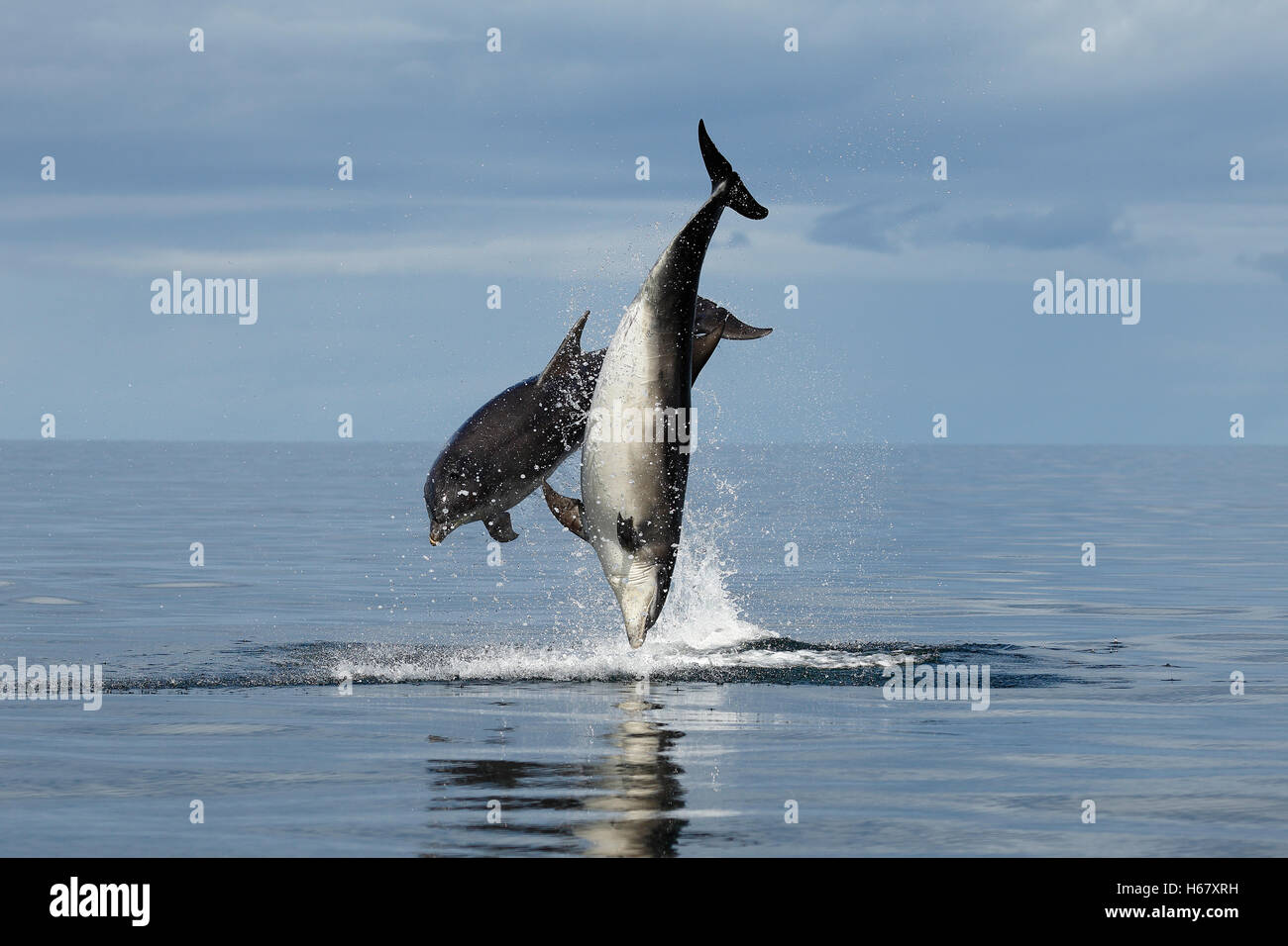 Dos delfines mutilosos adultos divirtiéndose y saltando en el tranquilo mar azul, Moray Firth, Highlands of Scotland Foto de stock