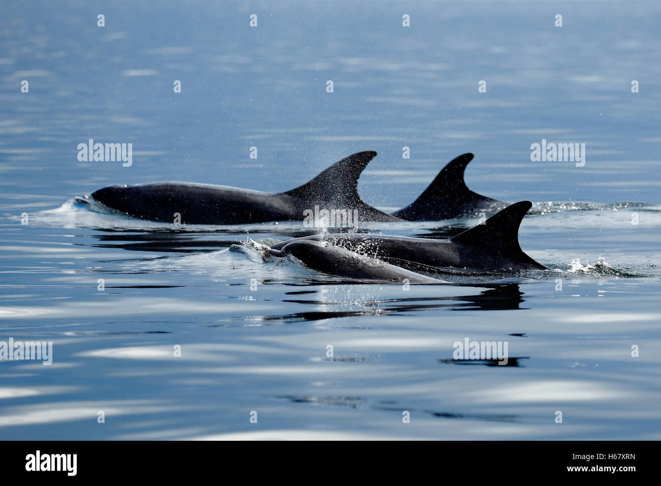 Un grupo de delfines nariz de botella surfacing para respirar en el mar tranquilo, Moray Firth, Escocia Foto de stock