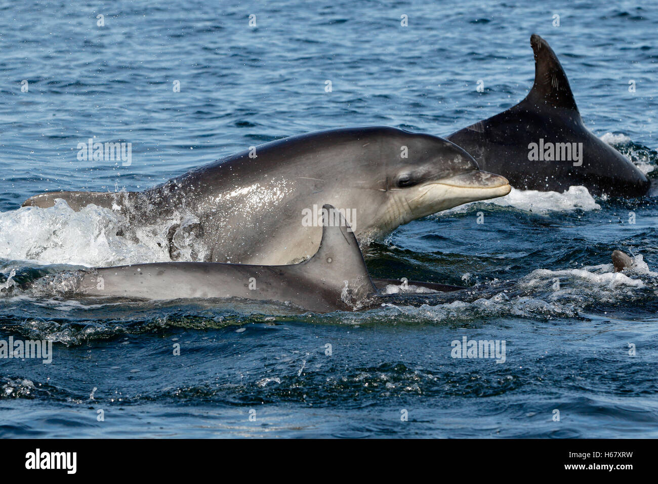 Un delfín de pantorrilla bottlenosa surfacing, Moray Firth, Escocia Foto de stock