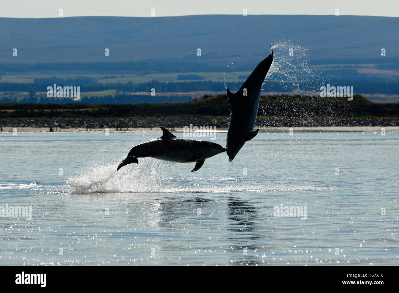 Jóvenes delfines mulares que se lanzan desde el agua, Moray Firth, Escocia con el histórico Fort George en el fondo. Foto de stock