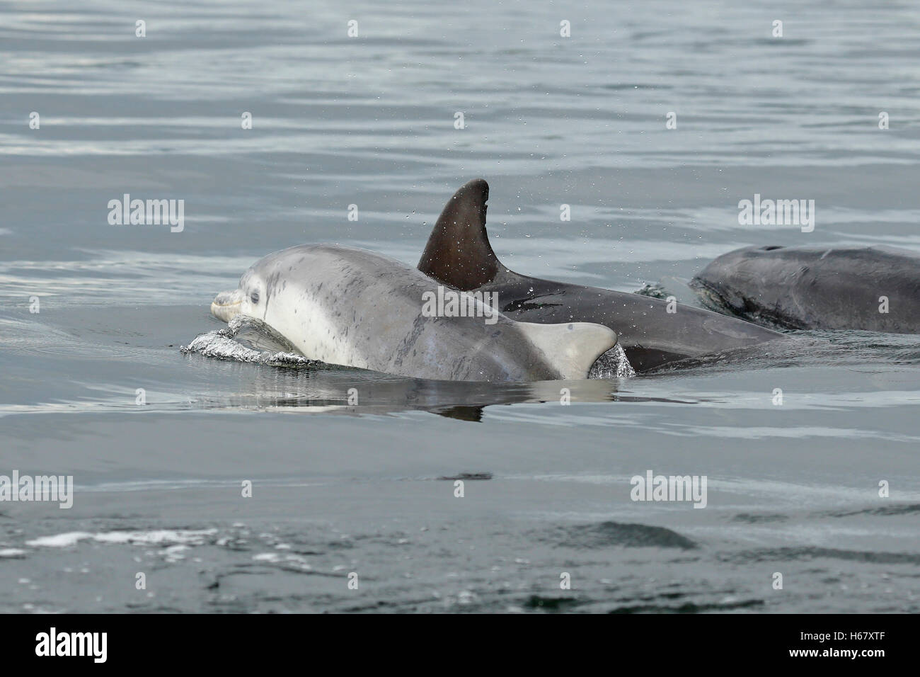 Un bebé delfín mular superficies para respirar junto a su madre, Moray, Escocia Foto de stock