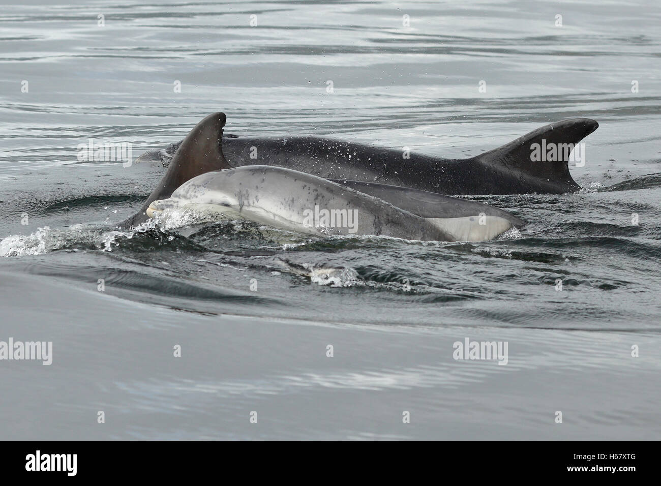 Un año bebé delfín mular superficies para respirar, Moray, Escocia. Foto de stock