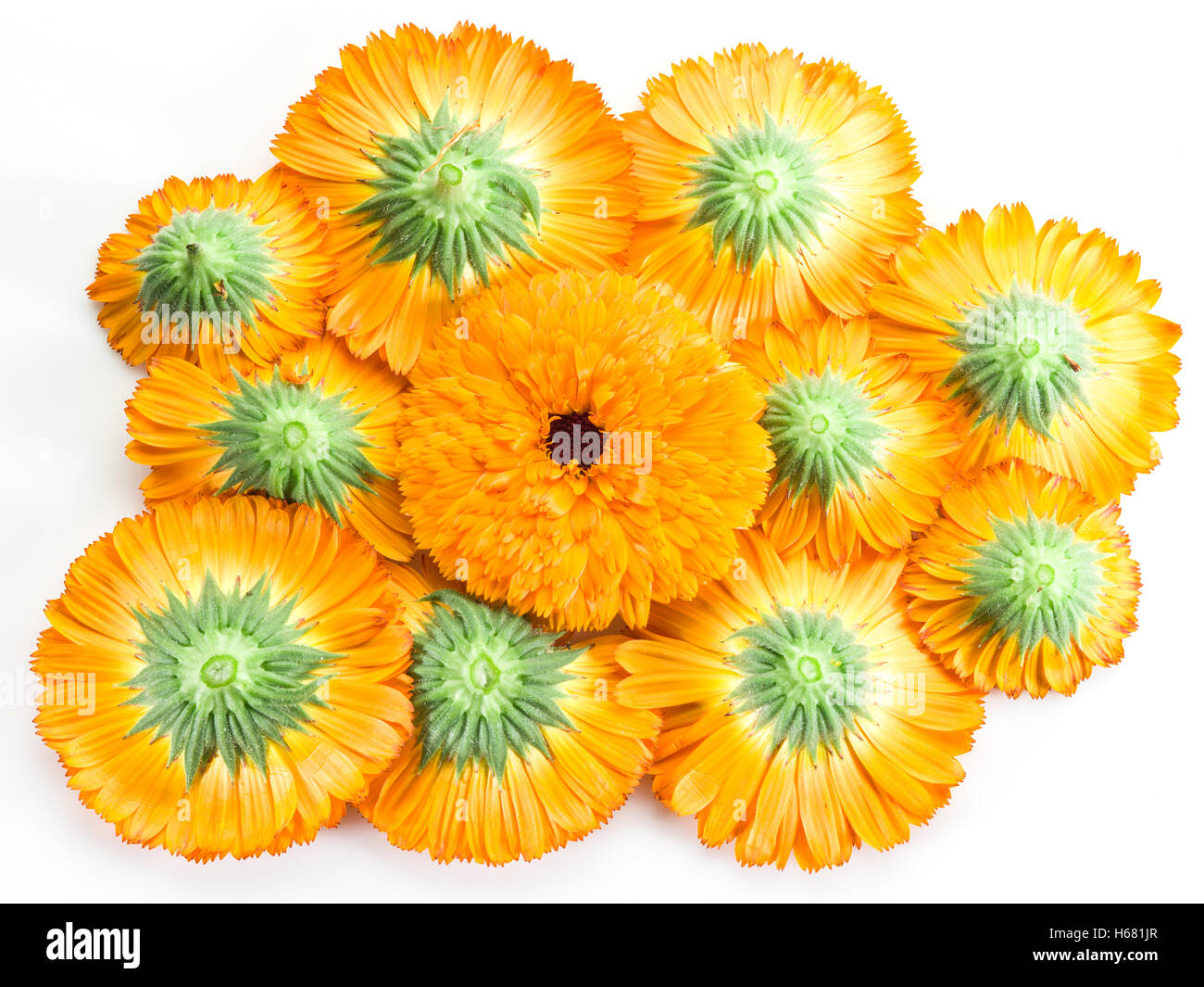 Caléndula naranja o cabezas de flores de caléndula sobre un fondo blanco. Foto de stock