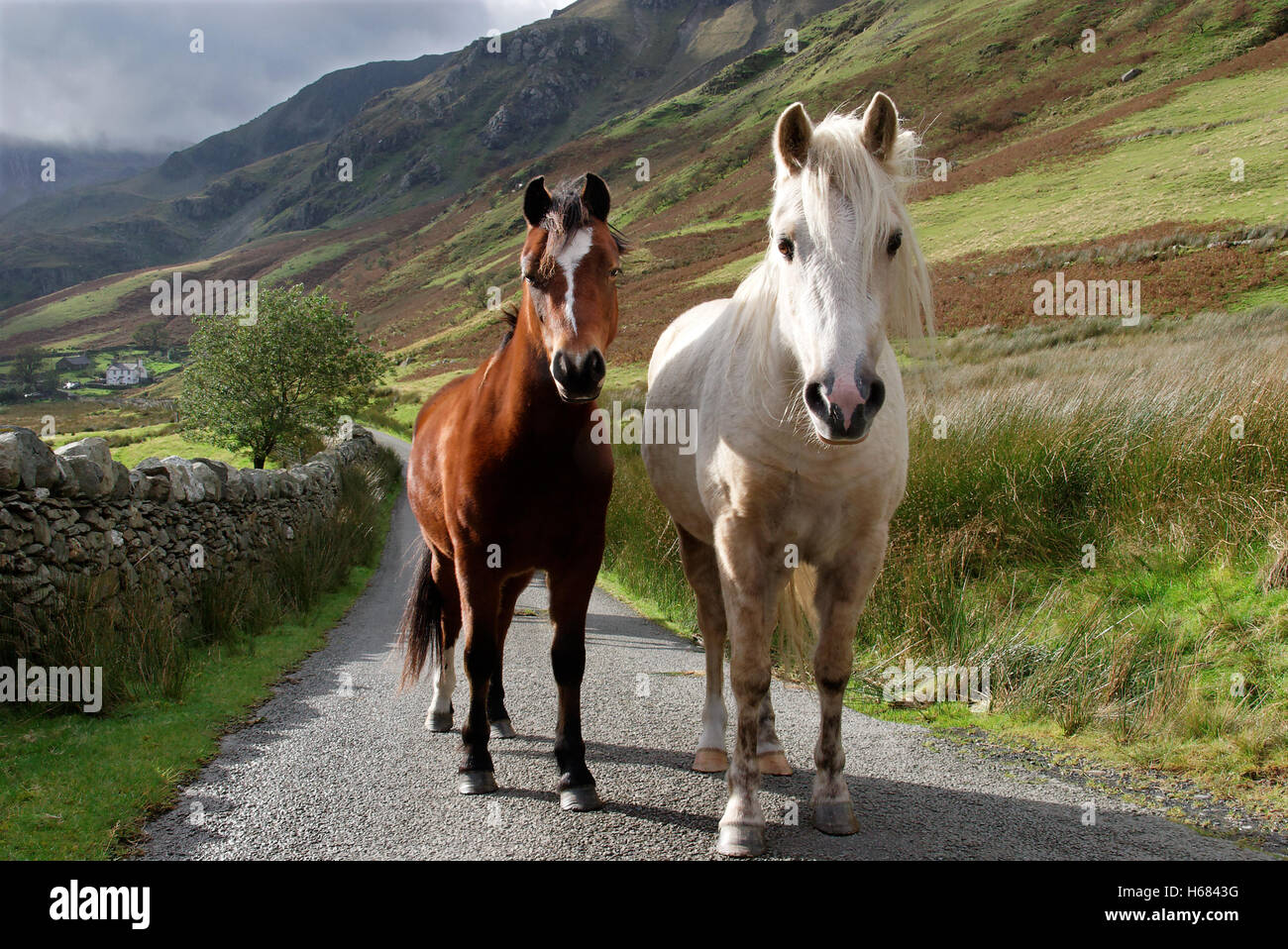 Wild Welsh ponis en Nant Ffrancon, Snowdonia, Gales del Norte Foto de stock