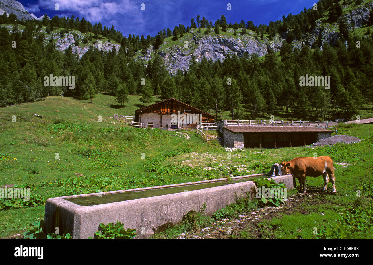 Vaca (Bos taurus), bebiendo en una fuente, de la Dolomiti Friulane Carnia, Parque Natural, Friuli-Venezia Giulia, Italia Foto de stock