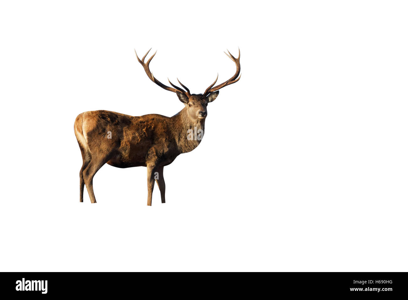 Red Deer, Cervus elaphus, varón soltero, Glen Garry, Escocia, noviembre de 2012 Foto de stock