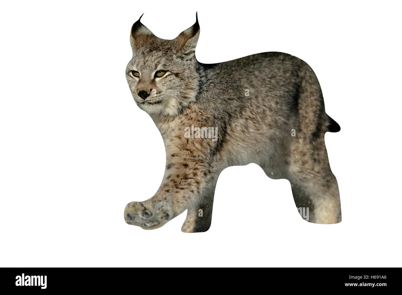 Siberiano, Lynx Lynx lynx Foto de stock