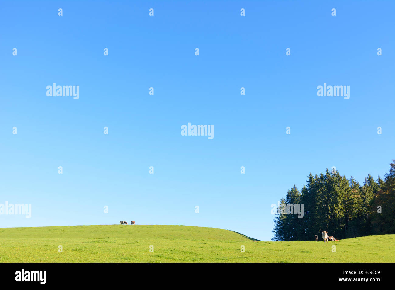 Saulgrub: vacas en el prado, Big Sky, Oberbayern, Alta Baviera, Bayern, Baviera, Alemania Foto de stock