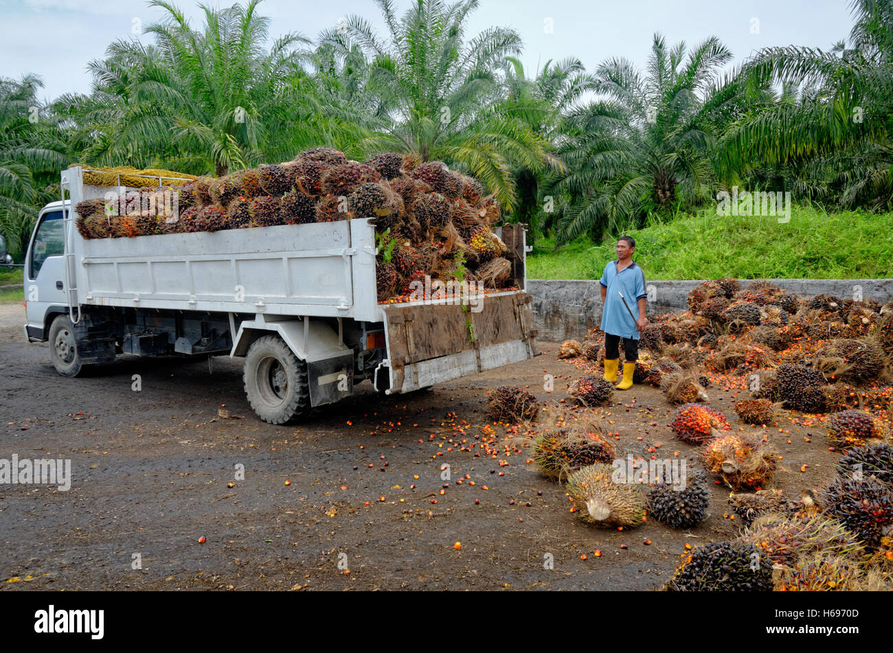 Relojes de trabajadores de plantaciones como un camión descarga recién cosechados racimos de fruta de palma de aceite en un punto de recogida. Foto de stock