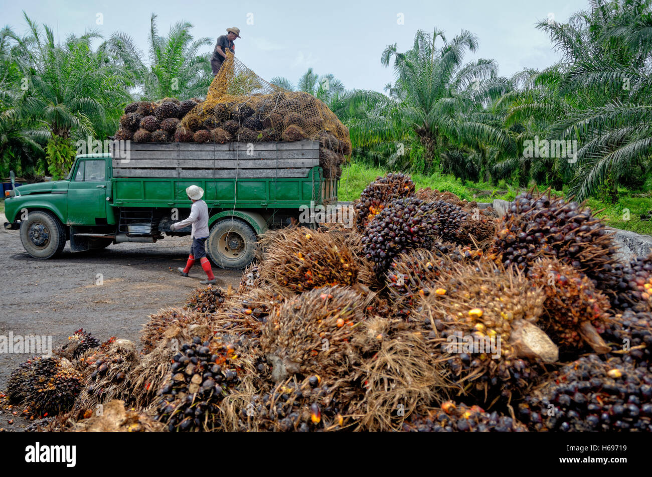 Los trabajadores de las plantaciones se preparan para descargar recién cosechados racimos de fruta de palma de aceite en un punto de recogida. Foto de stock