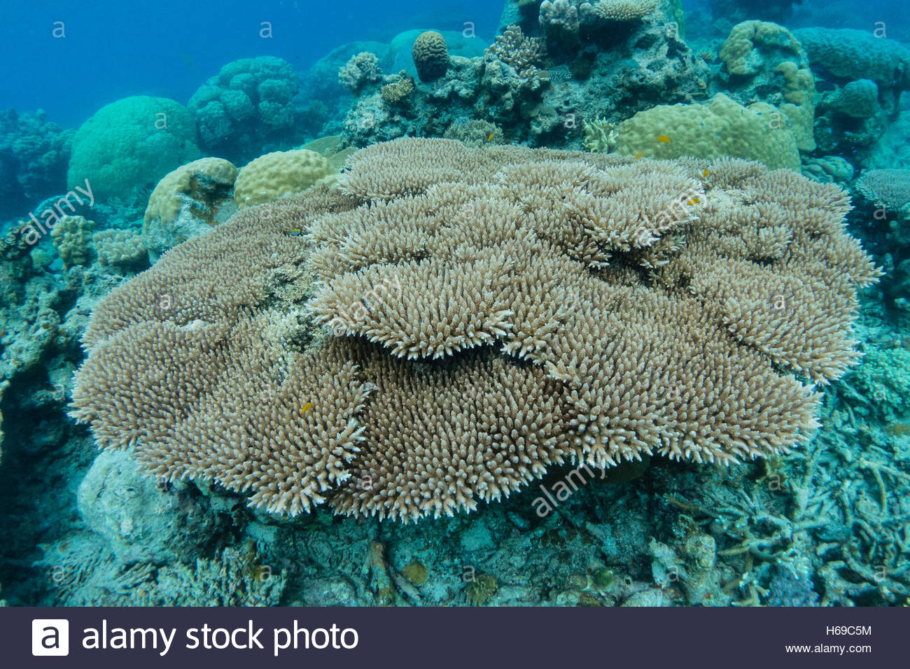 Cierre de las placas de coral en un arrecife tropical. Foto de stock