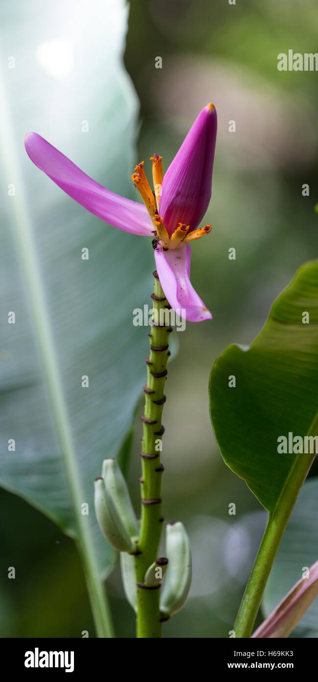 Hermosa y colorida flor rosa en una pequeña planta de banano recién  comienza a producir fruto Fotografía de stock - Alamy