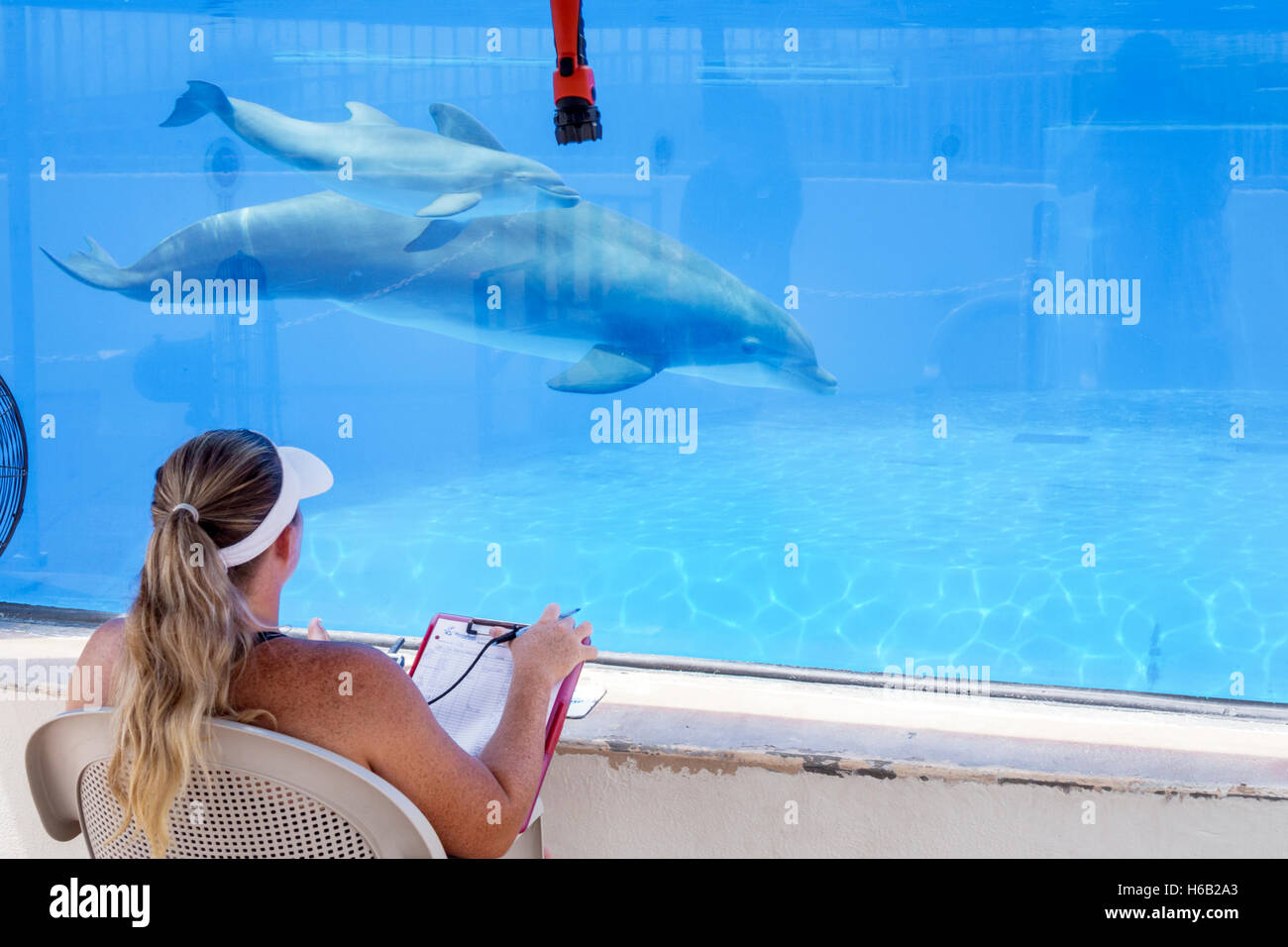 San Agustín Florida, Marineland Dolphin Adventure, parque temático de mamíferos oceánicos, oceanario, centro educativo de investigación, centro, madre delfín cachorro Foto de stock