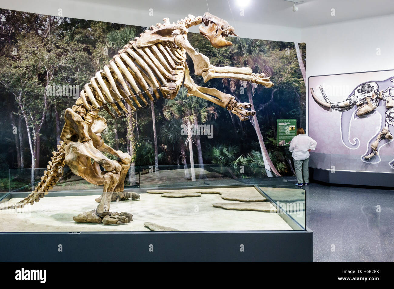 Daytona Beach Florida, Museo de las Artes y las Ciencias, MOAS, interior interior, esqueleto de pereza de tierra gigante, Eremotherium laurillardi,FL160805018 Foto de stock