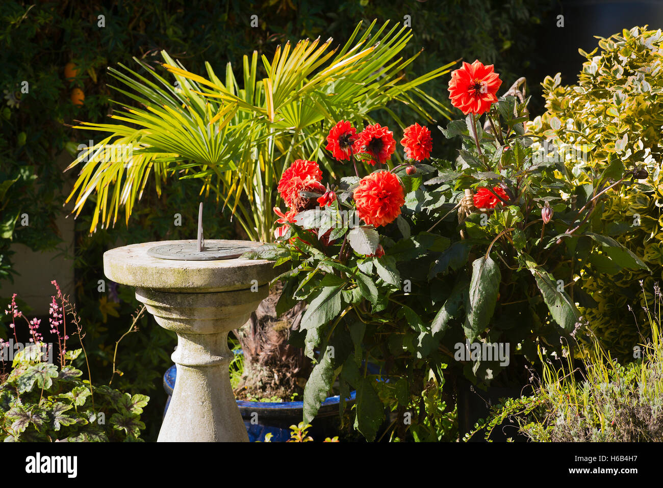 Reloj de sol y plantas en un pequeño patio jardín orientado al sur Foto de stock