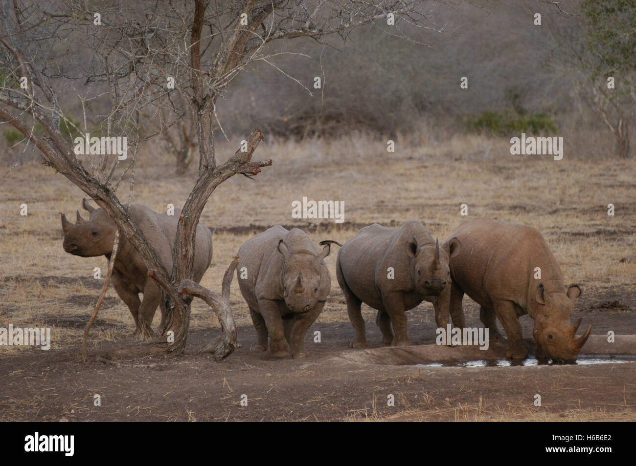 Rinocerontes negros (Diceros bicornis) bebida en un abrevadero artificial en el santuario de rinocerontes de Mkomazi, el Parque Nacional de Mkomazi, Tanzania Foto de stock