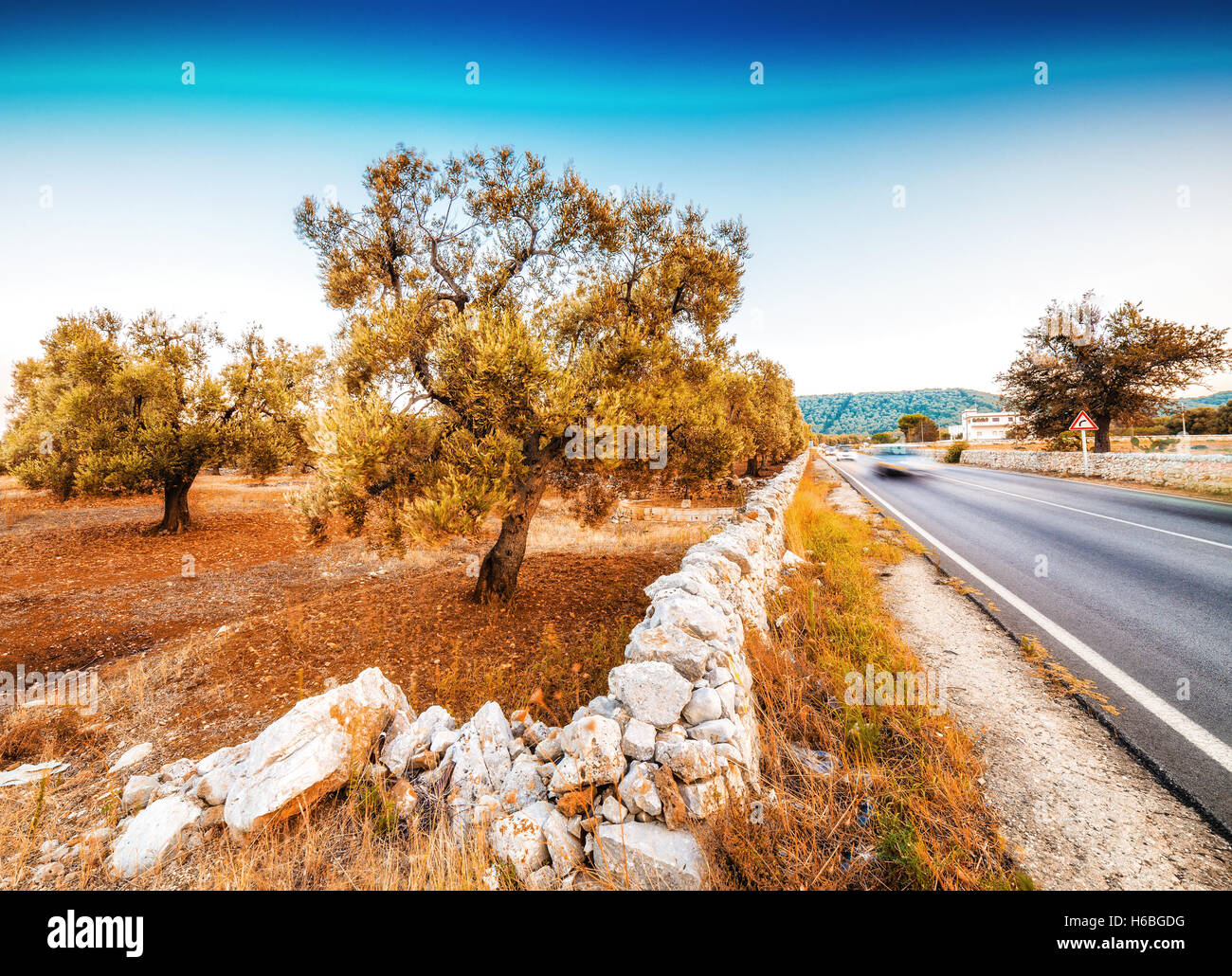 A lo largo de la autopista suelo rojo de olivares de Apulia Foto de stock