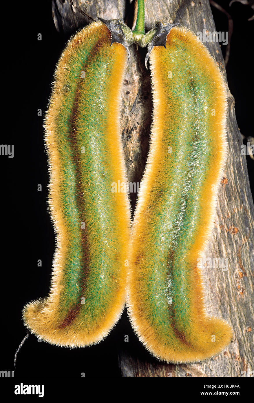 Mucuna prurita. Familia: Fabaceae. Este bean-como escalador tiene vainas que son cubiertos con miles de diminutos pelos. Foto de stock