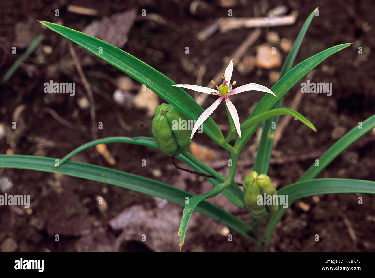 Ifigenia sp familia: liliaceae. una pequeña hierba que crece y se asemeja a los pastos anuales Foto de stock