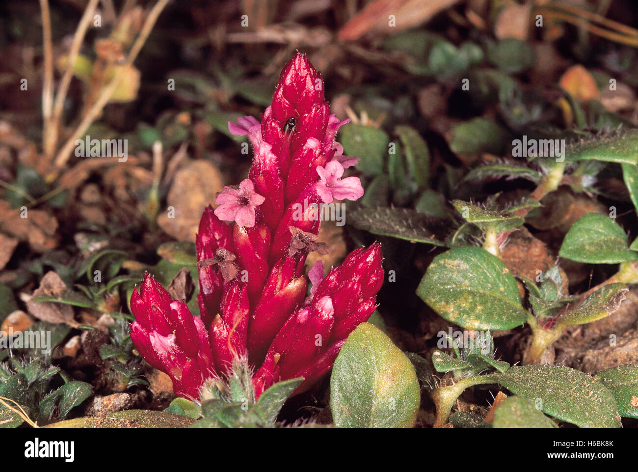 Striga gesnerioides. Familia: scrophularaceae. Una raíz parásito que se ve sólo cuando las flores. generalmente se encuentra en la hierba húmeda Foto de stock