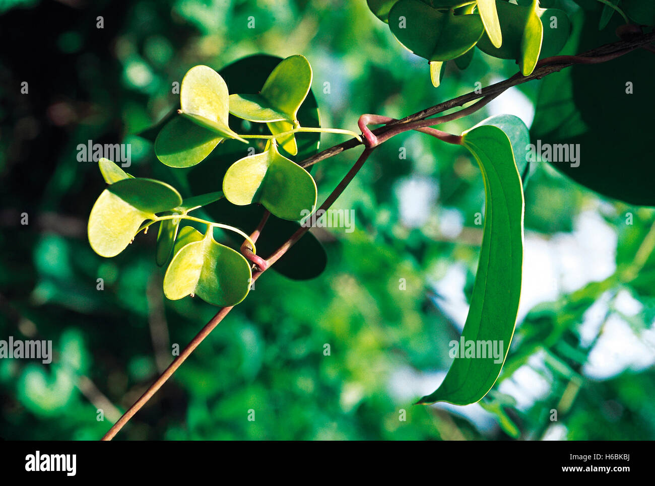 Dioscorea oppositifolia. Familia: Dioscoreaceae. Un escalador con largos tubérculos comestibles. Estos tubérculos son bastante baboso si aplastado. Foto de stock
