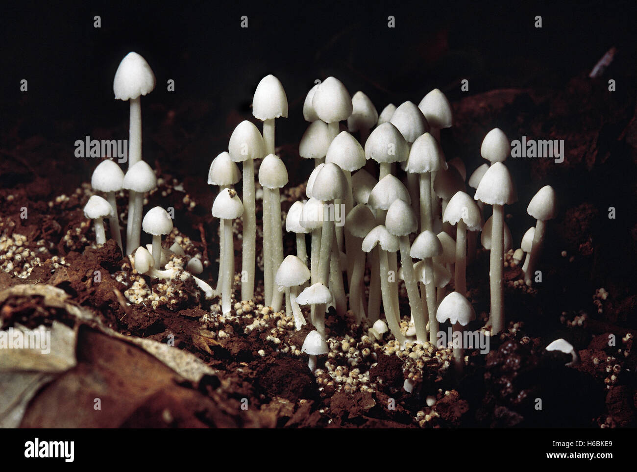 Termitomyces sp. termita de setas (pequeño). Clase: homobasidiomycetes . series: hymenomycetes. Orden: Agaricales. Foto de stock