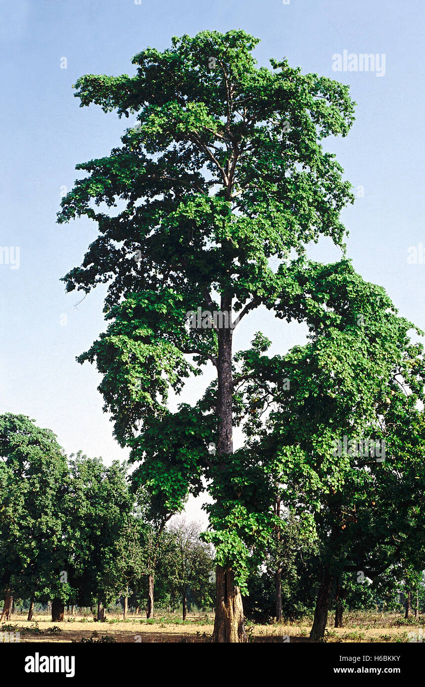 Formulario. haldinia cordifolia familia: rubiaceae. un gran árbol caducifolio de la obtención de madera útil. La madera es de color amarillo y th Foto de stock