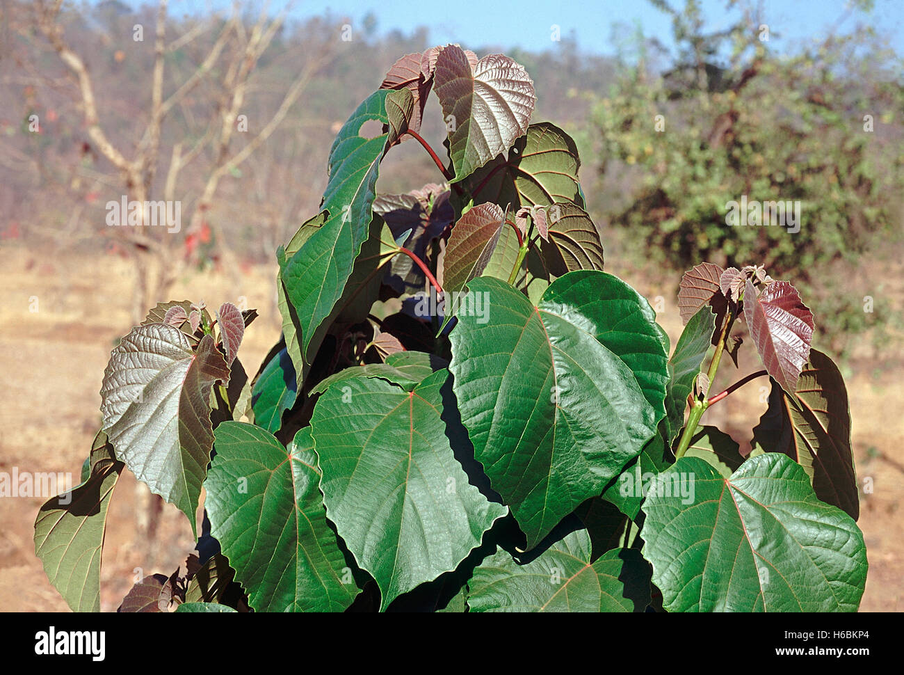 Hojas. trewia nudiflora. Familia: euphorbiaceae. Un árbol caducifolio de tamaño mediano que se encuentra principalmente en las zonas húmedas. Foto de stock