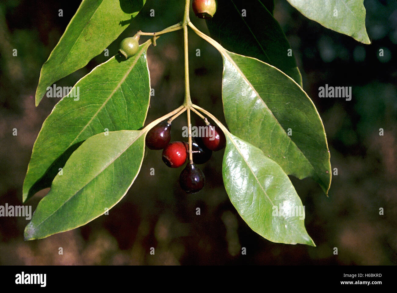 Frutas. Santalum álbum. árbol de sándalo. Familia: santalaceae. conocida por su valiosa fragante duramen, que se utiliza en mí Foto de stock