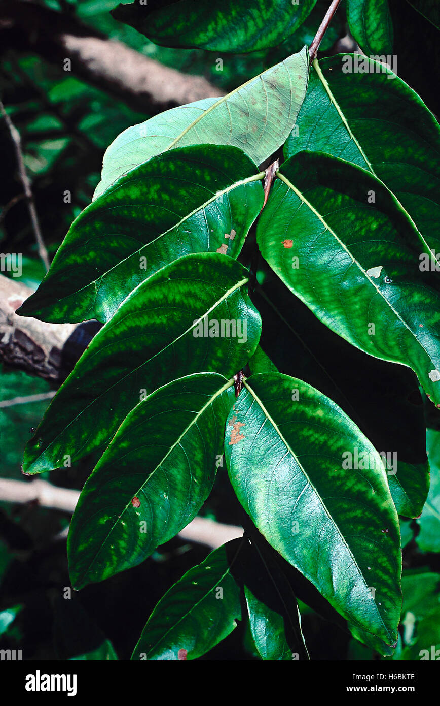 Hojas. lagerstroemia parviflora. Familia: Lythraceae. un gran árbol caducifolio encontrados en regiones secas. El árbol se asemeja lagerstroe Foto de stock