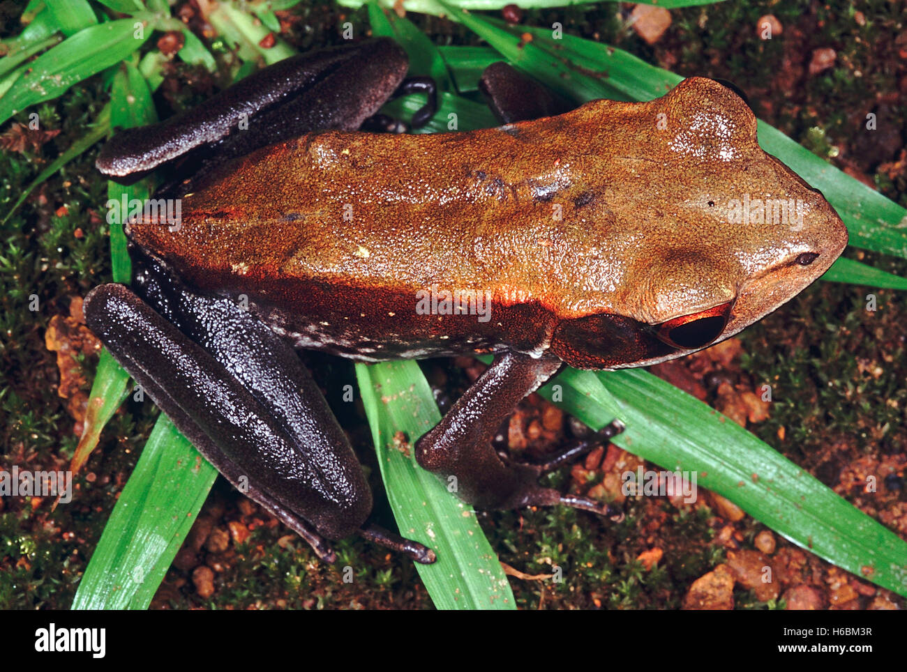 Rana rana curtipes. bicolor. un bosque que produce gran rana renacuajos de color marrón rojizo que se desarrollan en los arroyos forestales. Foto de stock