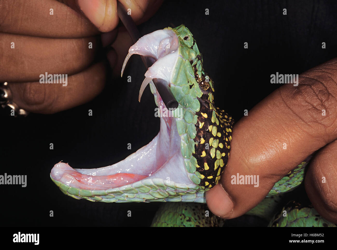 Trimeresurus malabaricus. Malabar pit viper. Un primer plano de la cabeza de esta serpiente con la boca abierta mostrando los colmillos expuestos. Foto de stock