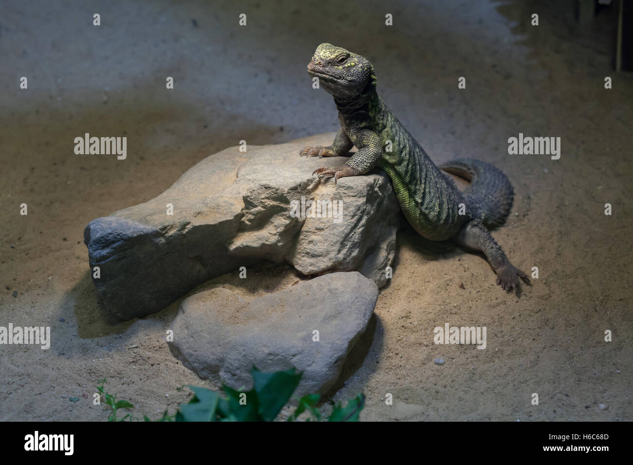 África del Norte (mastigure Uromastyx acanthinura), también conocido como el lagarto dabb de Bell. Animales silvestres. Foto de stock