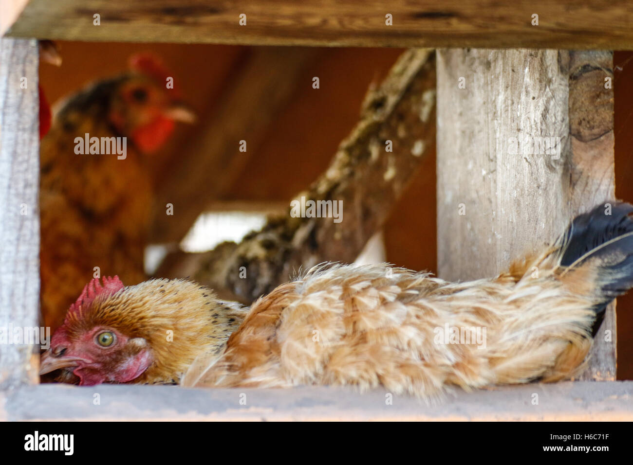 Las gallinas sentado en el gallinero. Foto de stock