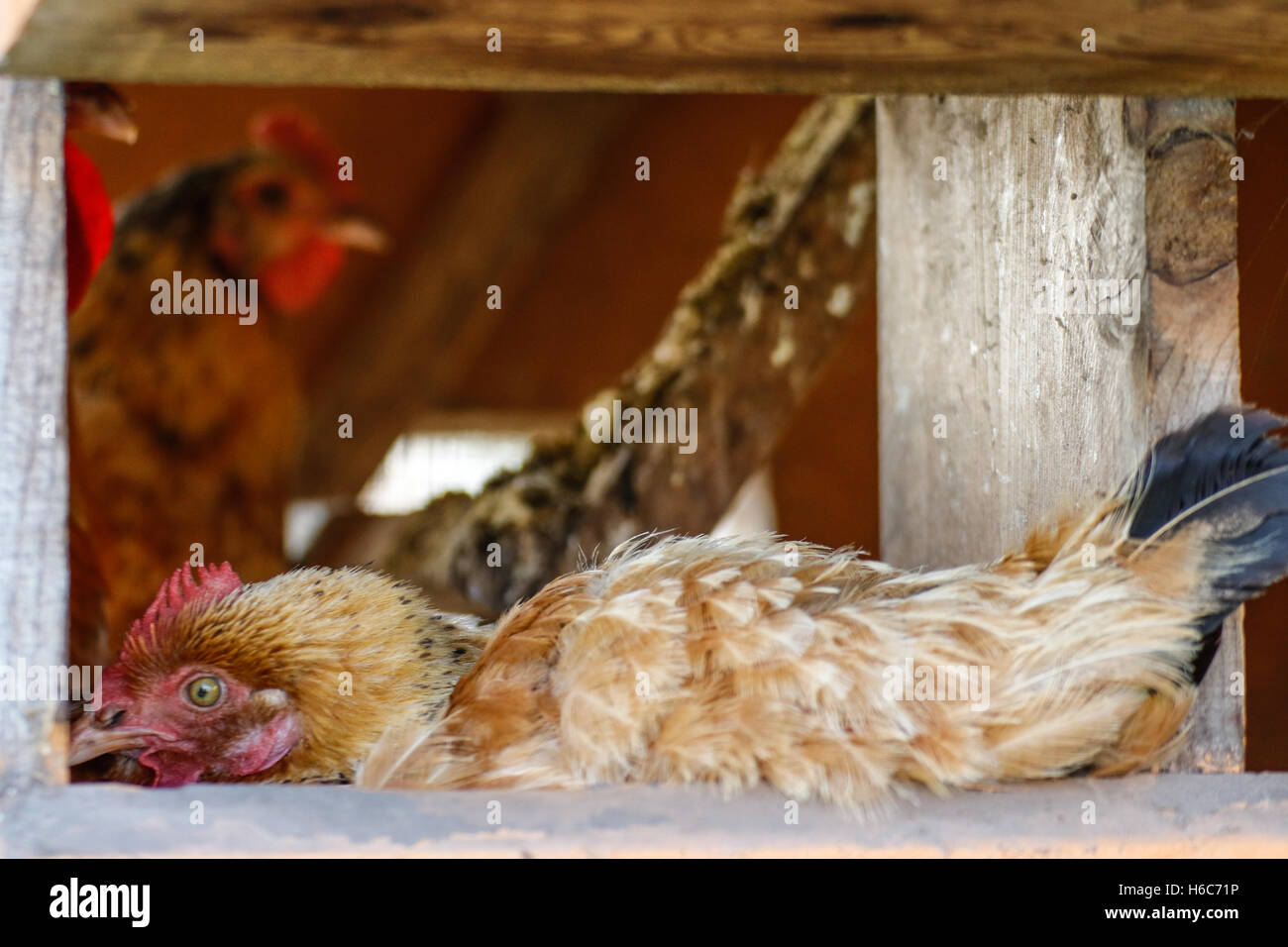 Las gallinas sentado en el gallinero. Foto de stock