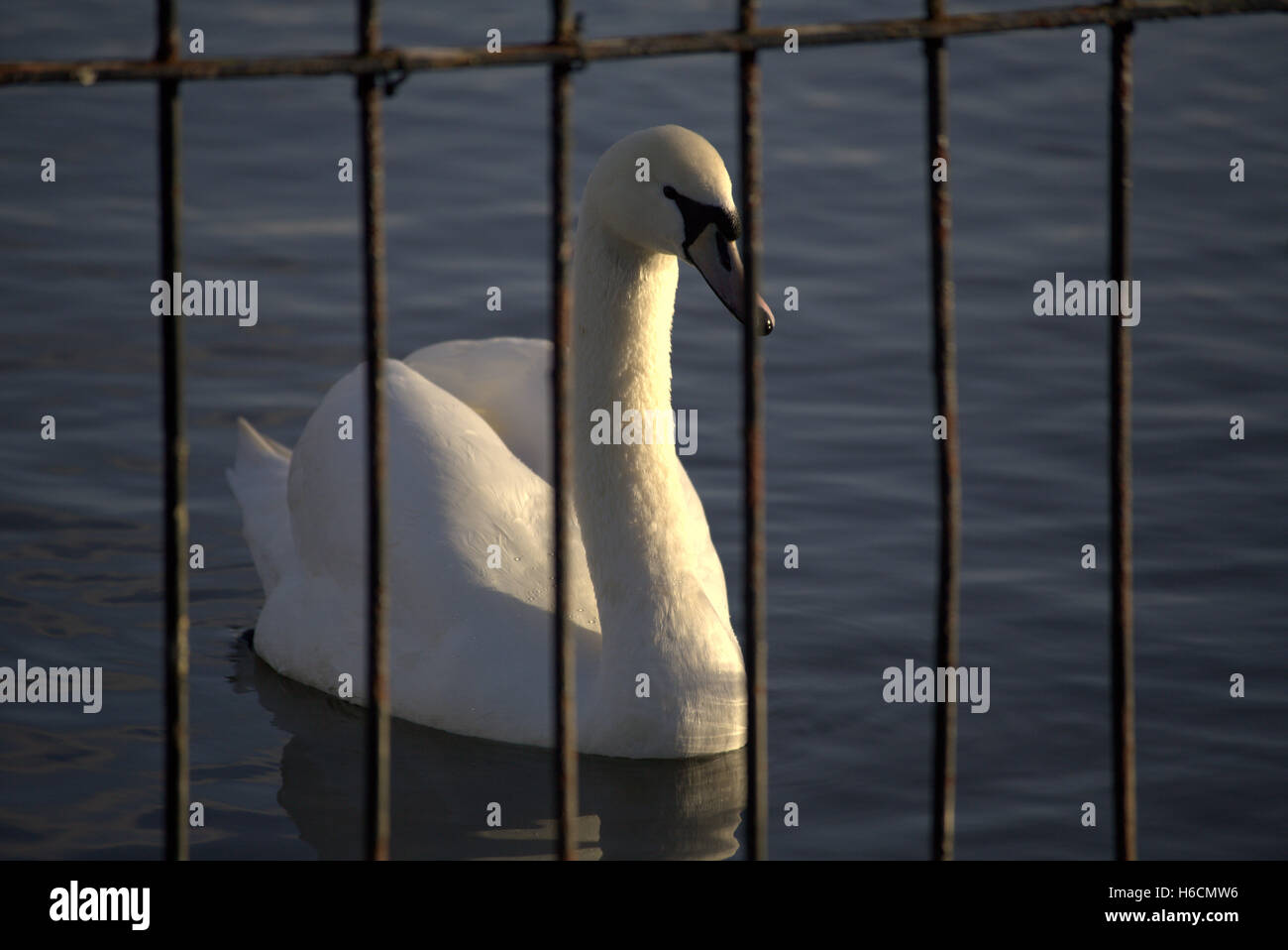 En swan pond detrás de la jaula de alambre Foto de stock