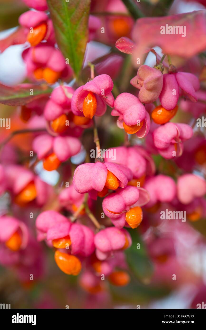 Euonymus europaeus, árbol de husillo, con bayas maduras. Foto de stock