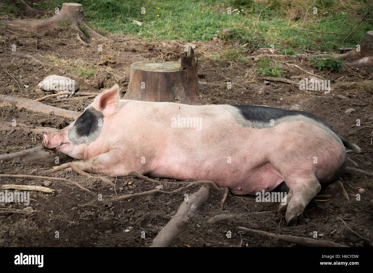 Un surtido de cerdo descansa sobre el suelo un día soleado Foto de stock