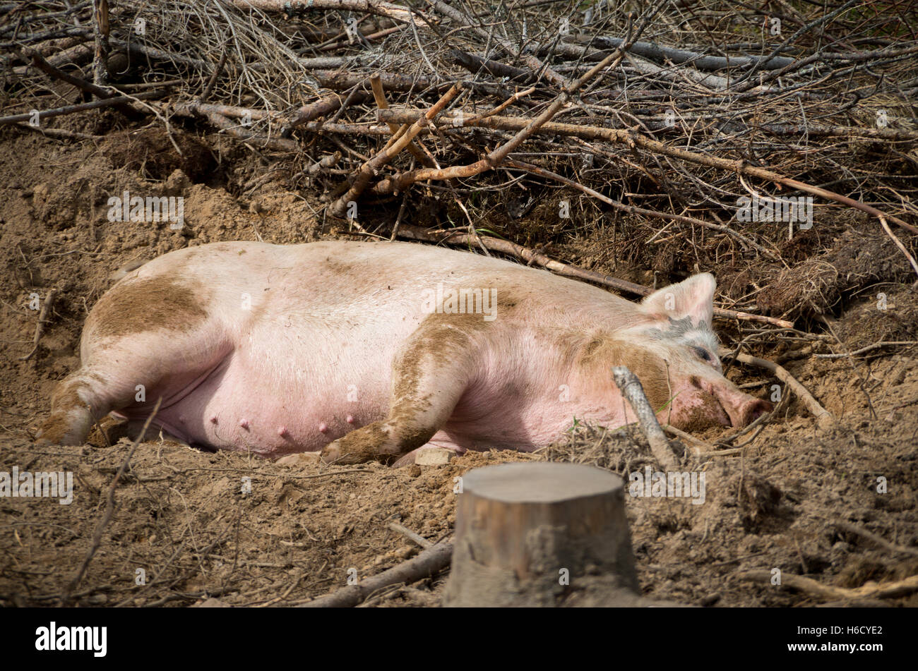 Un surtido de cerdo revolcarse en la arena un día soleado Foto de stock