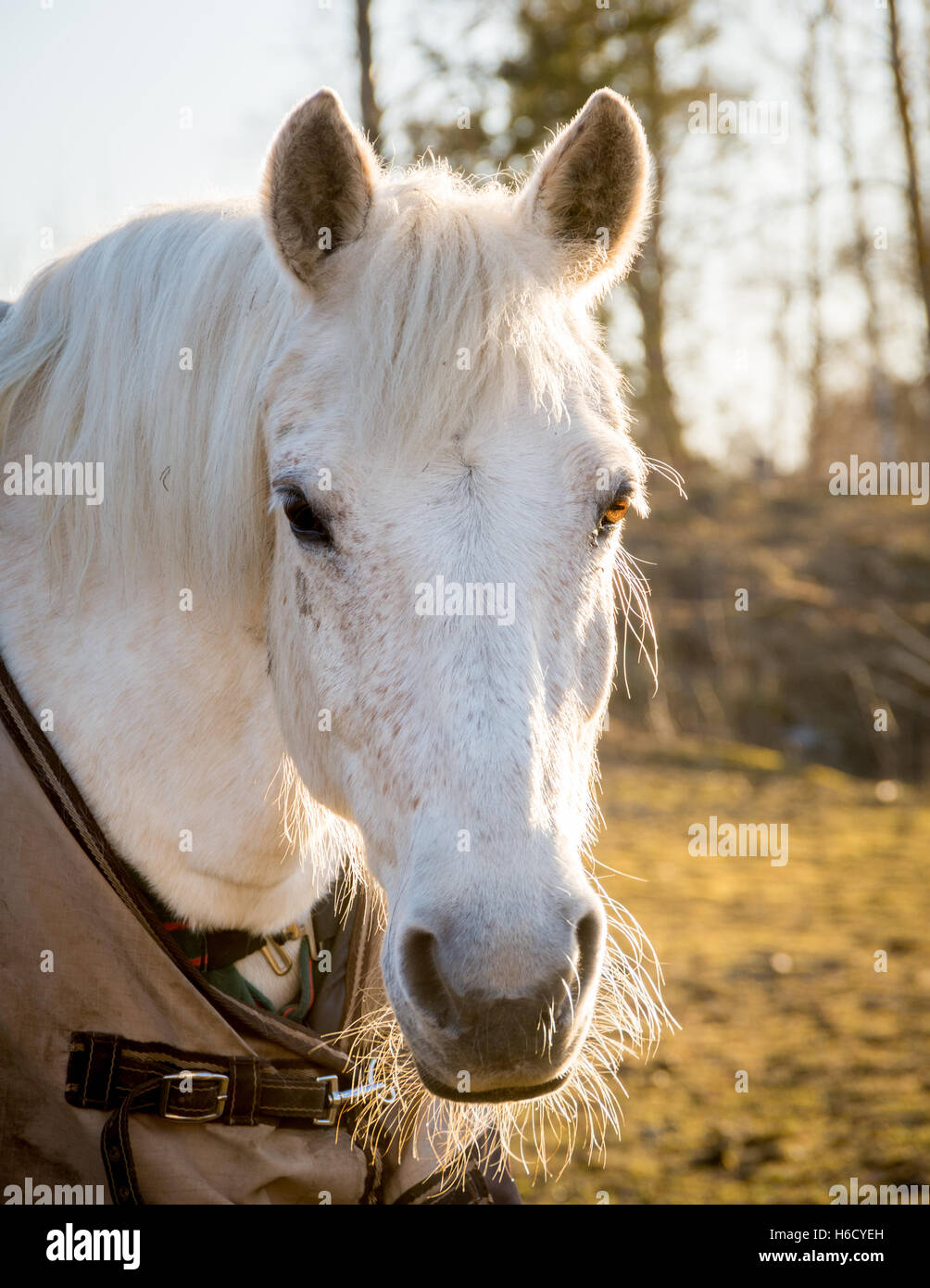 White Pony fuera en una alfombra de participación Foto de stock