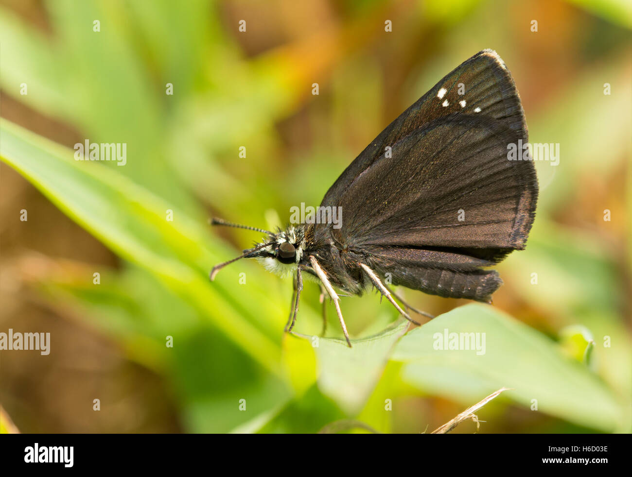 Vista ventral de una pequeña mariposa Sootywing Común descansa sobre una brizna de hierba Foto de stock