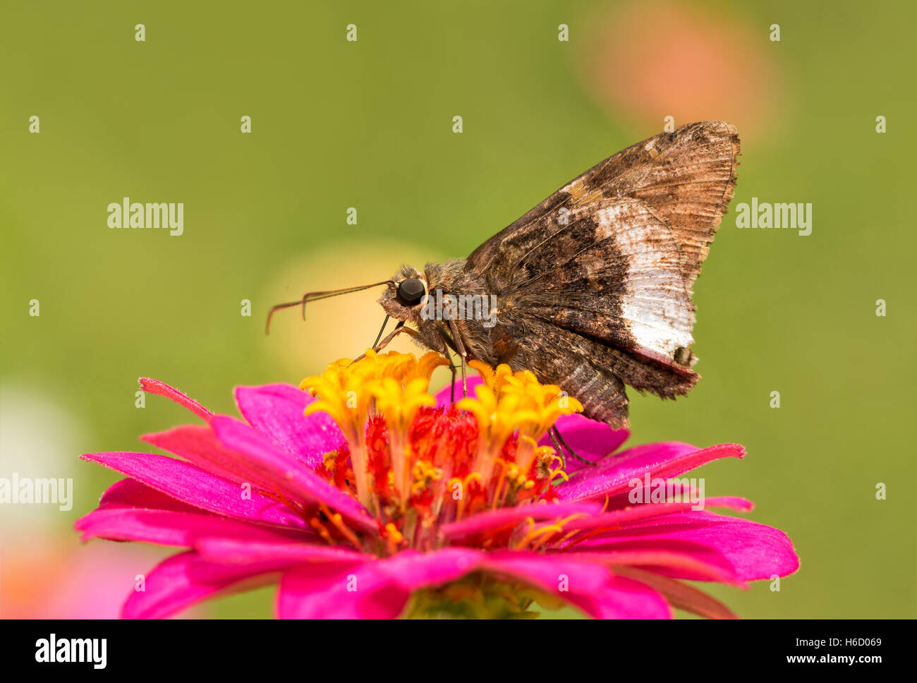 Borde canosos mariposa sobre una rosa brillante Zinnia en jardín de verano Foto de stock